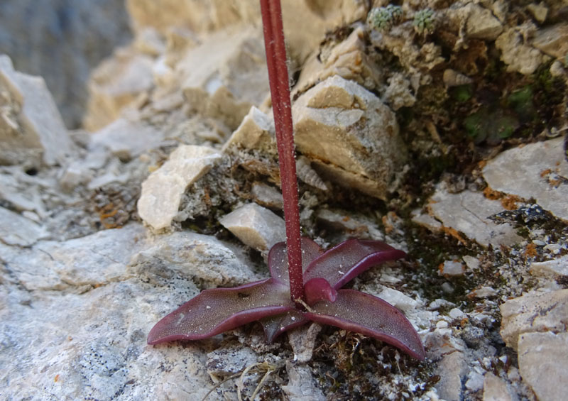 Pinguicula alpina / Pinguicola alpina